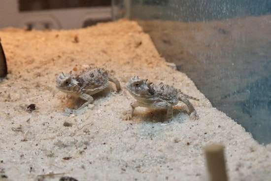 San Antonio Zoo Celebrates Birth of 71 Texas Horned Lizards in Boost to Conservation Efforts