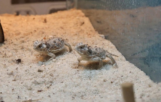 San Antonio Zoo Celebrates Birth of 71 Texas Horned Lizards in Boost to Conservation Efforts