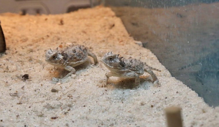 San Antonio Zoo Celebrates Birth of 71 Texas Horned Lizards in Boost to Conservation Efforts