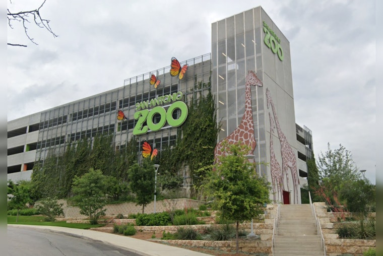 San Antonio Zoo Invites Bexar County Residents for $8 Entry on Locals Day and National Bird Day