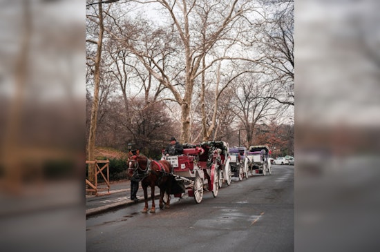 San Antonio's Horse-Drawn Carriage Debate Spurs Citywide Survey for Public Opinion on Tradition's Future