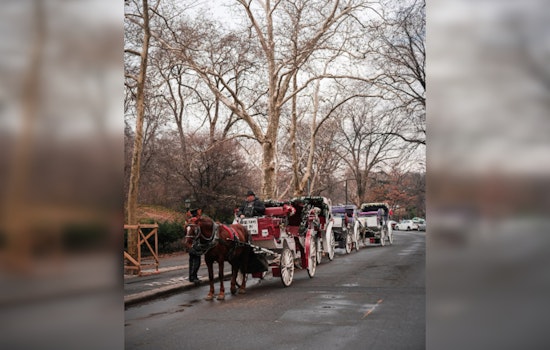 San Antonio's Horse-Drawn Carriage Debate Spurs Citywide Survey for Public Opinion on Tradition's Future