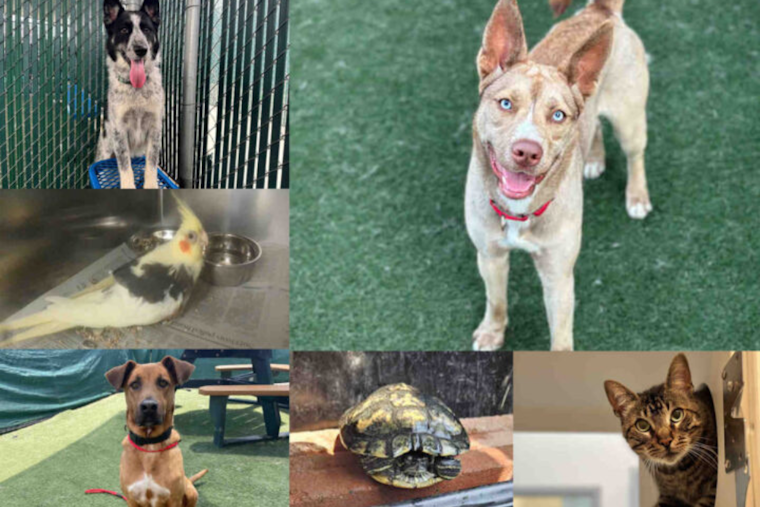 San Diego County Joins Clear the Shelters Campaign, Waives Adoption Fees to Find Pets Homes