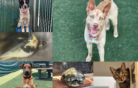 San Diego County Joins Clear the Shelters Campaign, Waives Adoption Fees to Find Pets Homes