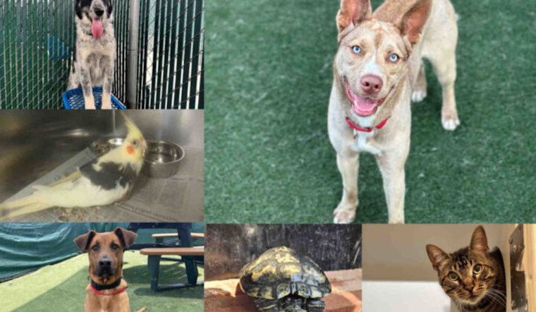 San Diego County Joins Clear the Shelters Campaign, Waives Adoption Fees to Find Pets Homes