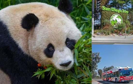 San Diego Hails Arrival of Giant Pandas, Governor Newsom Proclaims August 8 'California Panda Day'