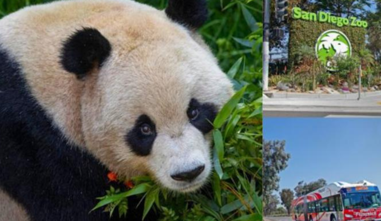 San Diego Hails Arrival of Giant Pandas, Governor Newsom Proclaims August 8 'California Panda Day'