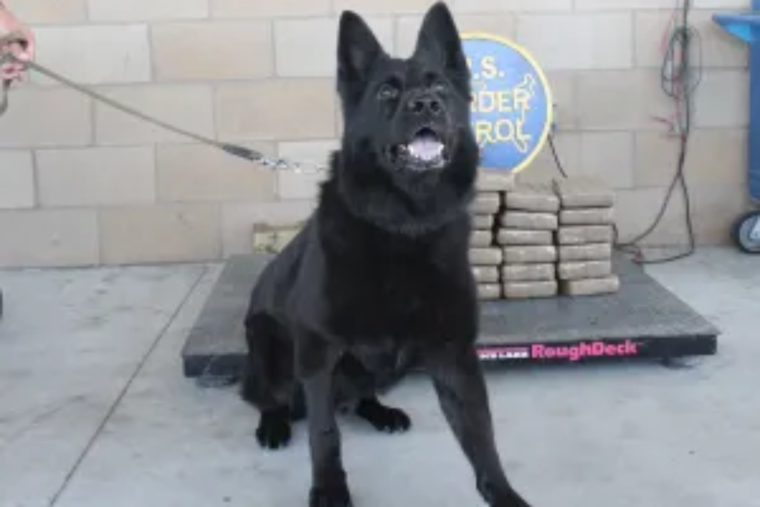 San Diego Sector Border Patrol Seizes Over 80 Pounds of Cocaine Near Temecula, Two Arrested