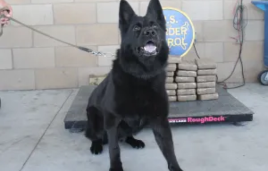 San Diego Sector Border Patrol Seizes Over 80 Pounds of Cocaine Near Temecula, Two Arrested