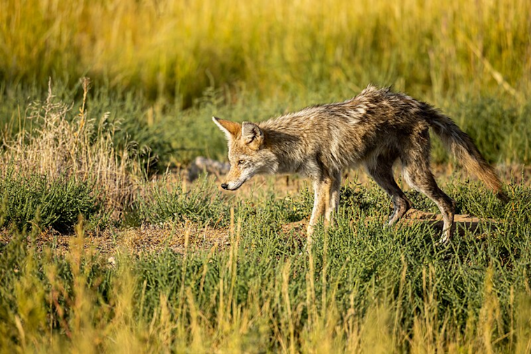 San Diego Wildlife Triumph: Orphaned Coyotes Return to the Wild Through Rehabilitation Efforts