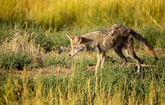 San Diego Wildlife Triumph: Orphaned Coyotes Return to the Wild Through Rehabilitation Efforts
