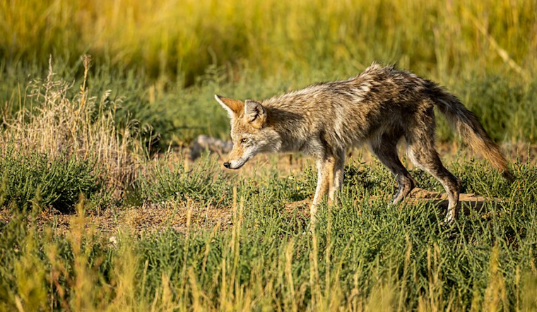 San Diego Wildlife Triumph: Orphaned Coyotes Return to the Wild Through Rehabilitation Efforts