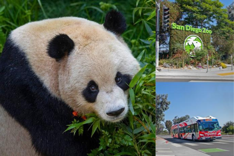 San Diego Zoo Gears Up for Pandamonium: Giant Pandas Yun Chuan and Xin Bao Set for Public Debut on August 8
