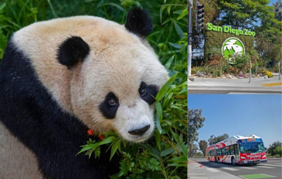 San Diego Zoo Gears Up for Pandamonium: Giant Pandas Yun Chuan and Xin Bao Set for Public Debut on August 8