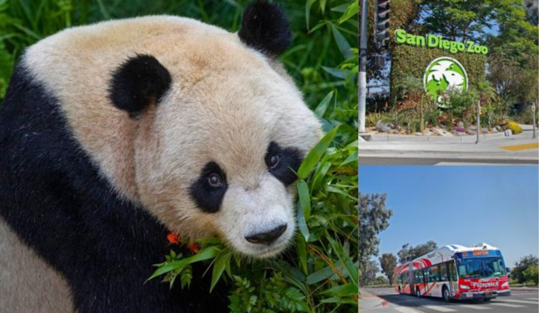 San Diego Zoo Gears Up for Pandamonium: Giant Pandas Yun Chuan and Xin Bao Set for Public Debut on August 8