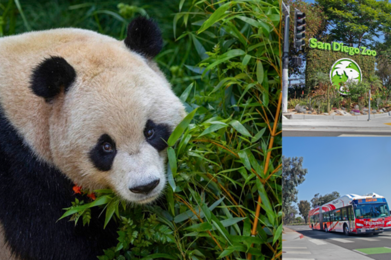 San Diego Zoo's Panda Ridge Exhibit Sparks Traffic Alert and Enhanced Transit Options Around Balboa Park