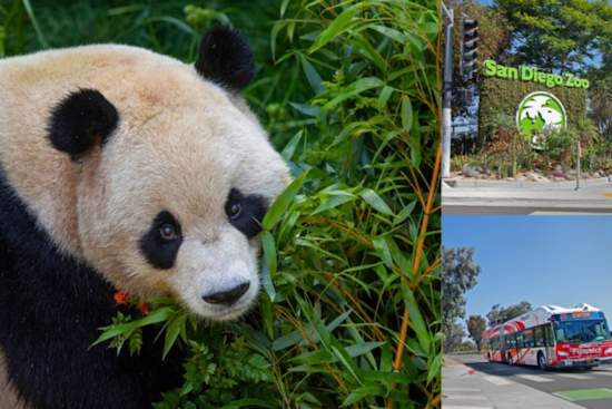 San Diego Zoo's Panda Ridge Exhibit Sparks Traffic Alert and Enhanced Transit Options Around Balboa Park