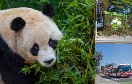 San Diego Zoo's Panda Ridge Exhibit Sparks Traffic Alert and Enhanced Transit Options Around Balboa Park