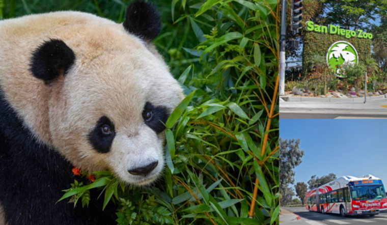 San Diego Zoo's Panda Ridge Exhibit Sparks Traffic Alert and Enhanced Transit Options Around Balboa Park