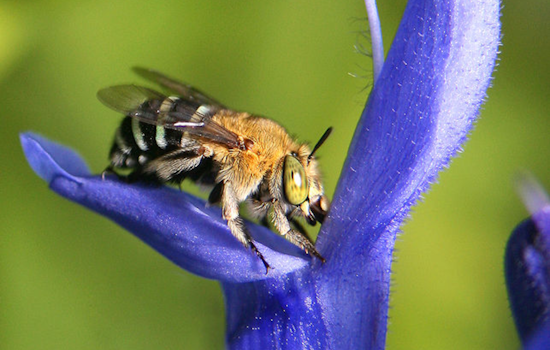Rare San Clemente Digger Bee Spotted at Cabrillo National Monument