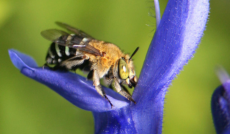Rare San Clemente Digger Bee Spotted at Cabrillo National Monument