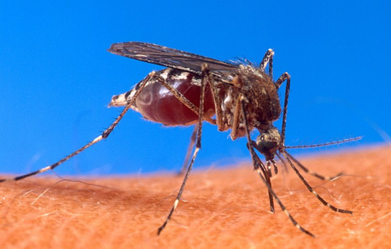 San José and Parts of Santa Clara County to Undergo Mosquito Control Operation After West Nile Virus Detection