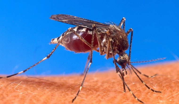 San José and Parts of Santa Clara County to Undergo Mosquito Control Operation After West Nile Virus Detection