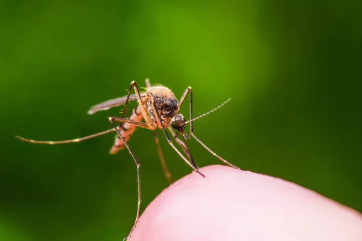 Santa Clara County Initiates Mosquito Spraying in San Jose After West