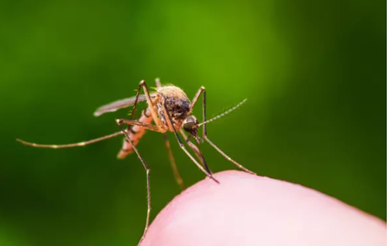 Santa Clara County Initiates Mosquito Spraying in San Jose After West Nile Virus Detection