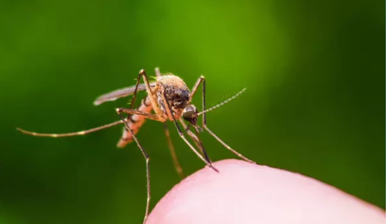 Santa Clara County Initiates Mosquito Spraying in San Jose After West Nile Virus Detection