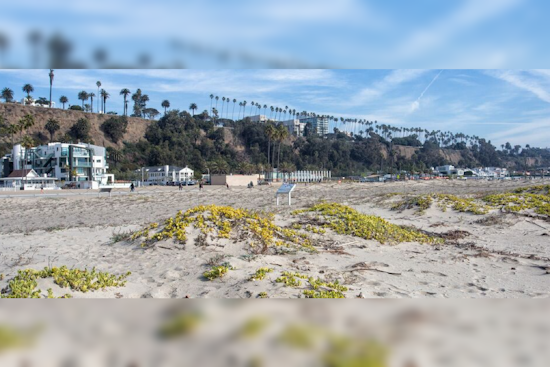 Santa Monica Bolsters Coastal Defense with Pioneering Beach Dune Restoration Project