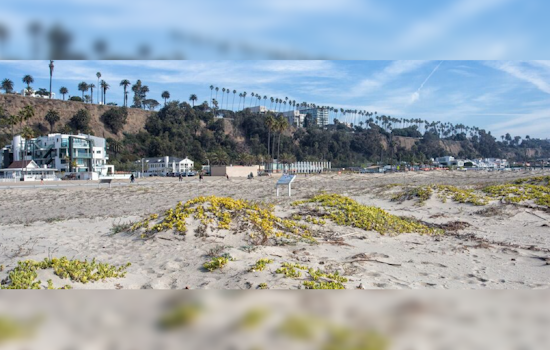 Santa Monica Bolsters Coastal Defense with Pioneering Beach Dune Restoration Project