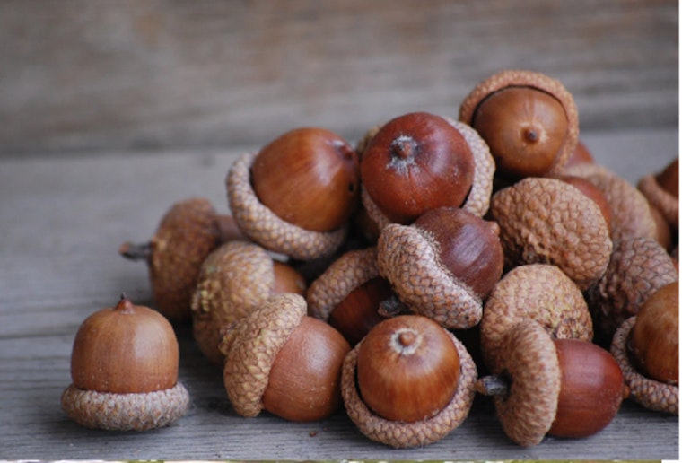 Scott County Dwellers Invited to Explore Acorn Coffee at Cedar Lake Farm Event