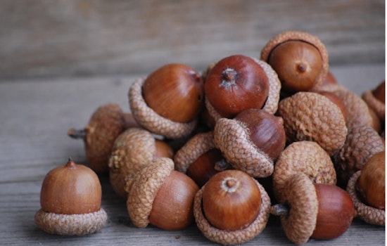 Scott County Dwellers Invited to Explore Acorn Coffee at Cedar Lake Farm Event