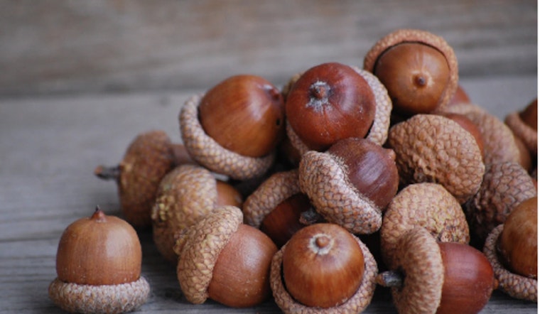 Scott County Dwellers Invited to Explore Acorn Coffee at Cedar Lake Farm Event