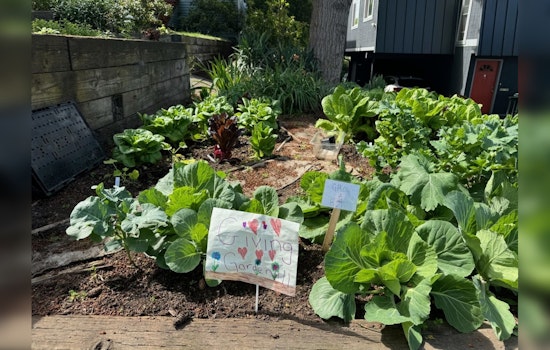 Seattle's P-Patch Community Gardens Flourish, Providing Fresh Produce to Local Food Banks
