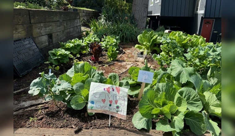 Seattle's P-Patch Community Gardens Flourish, Providing Fresh Produce to Local Food Banks