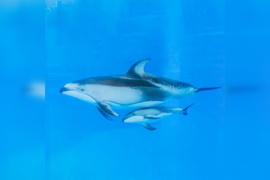 SeaWorld San Antonio Mourns Loss of Newborn Dolphin Despite Intensive Care