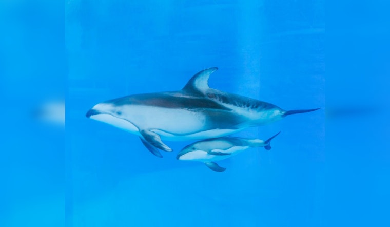 SeaWorld San Antonio Mourns Loss of Newborn Dolphin Despite Intensive Care