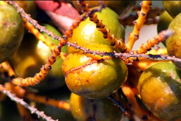 Seven Suspected of Illegal Saw Palmetto Berry Harvesting Detained in Palm Beach County