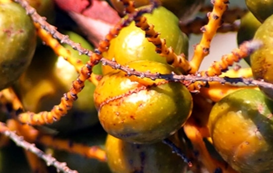 Seven Suspected of Illegal Saw Palmetto Berry Harvesting Detained in Palm Beach County