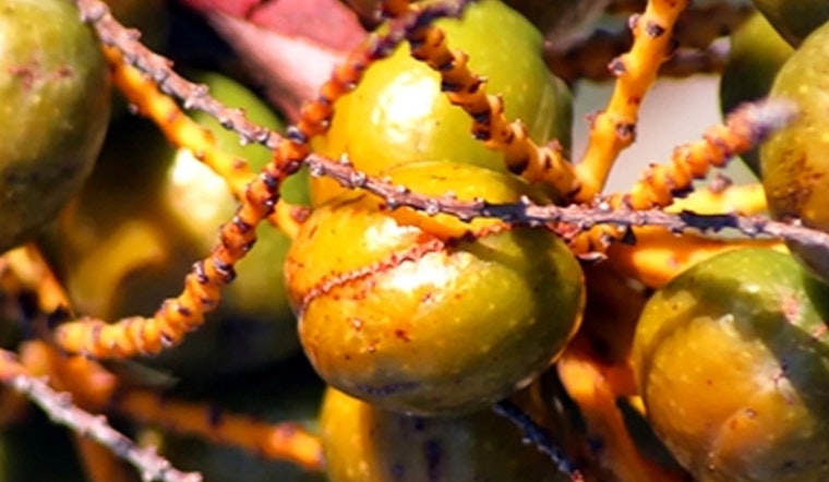 Seven Suspected of Illegal Saw Palmetto Berry Harvesting Detained in Palm Beach County
