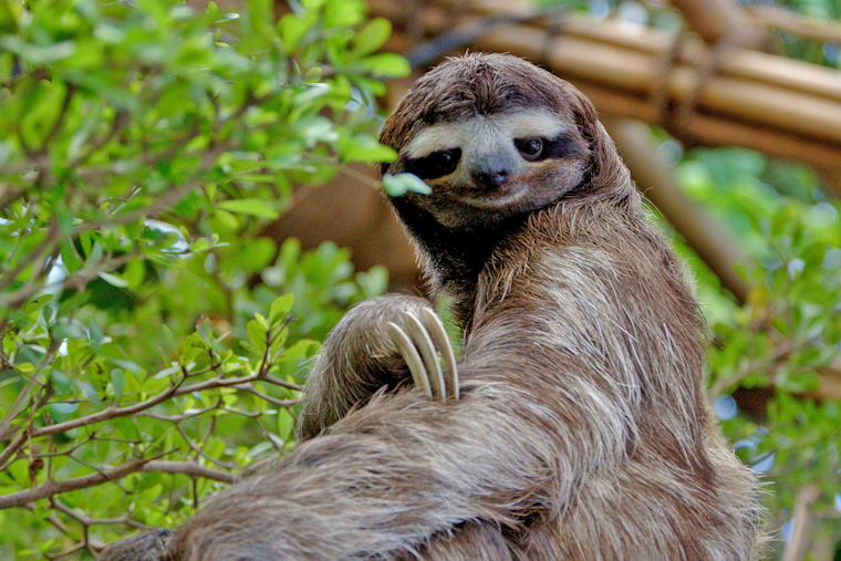 "Sloth Fever" Rises in Florida: CDC and Local Health Officials Tackle Oropouche Virus Outbreak