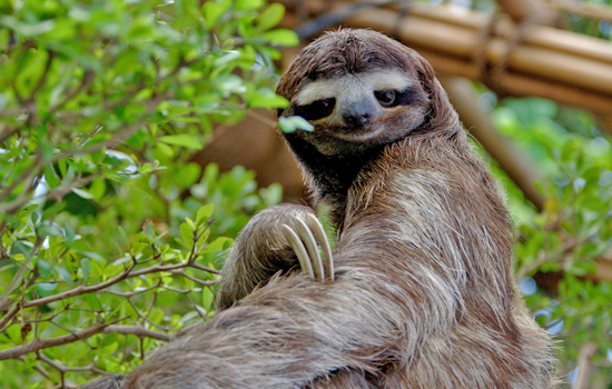 "Sloth Fever" Rises in Florida: CDC and Local Health Officials Tackle Oropouche Virus Outbreak