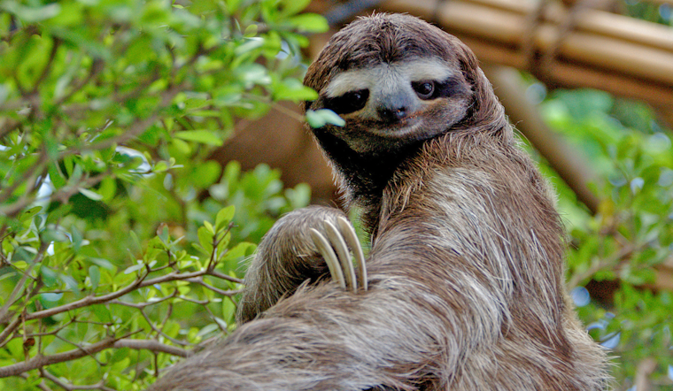 "Sloth Fever" Rises in Florida: CDC and Local Health Officials Tackle Oropouche Virus Outbreak