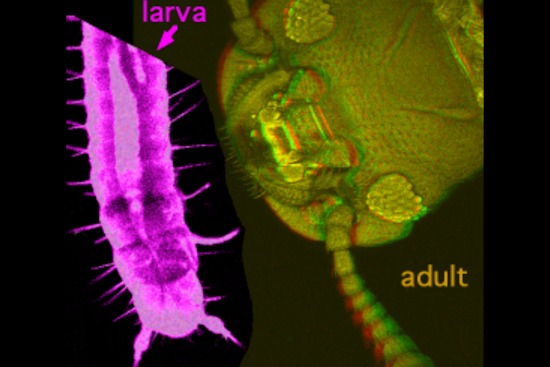 Socorro, Texas Battling Red Flour Beetle Infestation, City Issues Guidelines to Residents