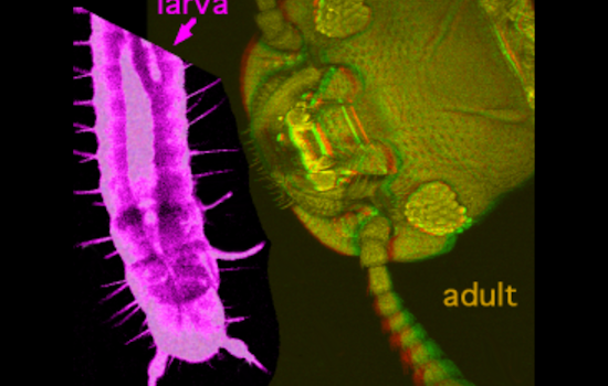 Socorro, Texas Battling Red Flour Beetle Infestation, City Issues Guidelines to Residents