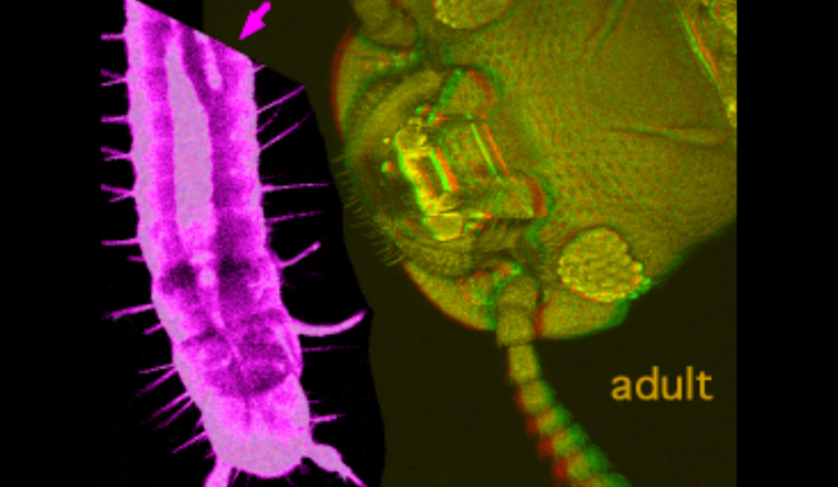 Socorro, Texas Battling Red Flour Beetle Infestation, City Issues Guidelines to Residents