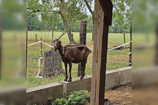 SPCA Rescues Over 100 Animals from Dire Conditions at Bucks County Farm