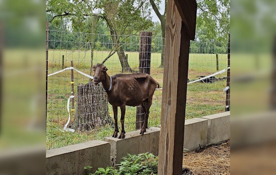 SPCA Rescues Over 100 Animals from Dire Conditions at Bucks County Farm